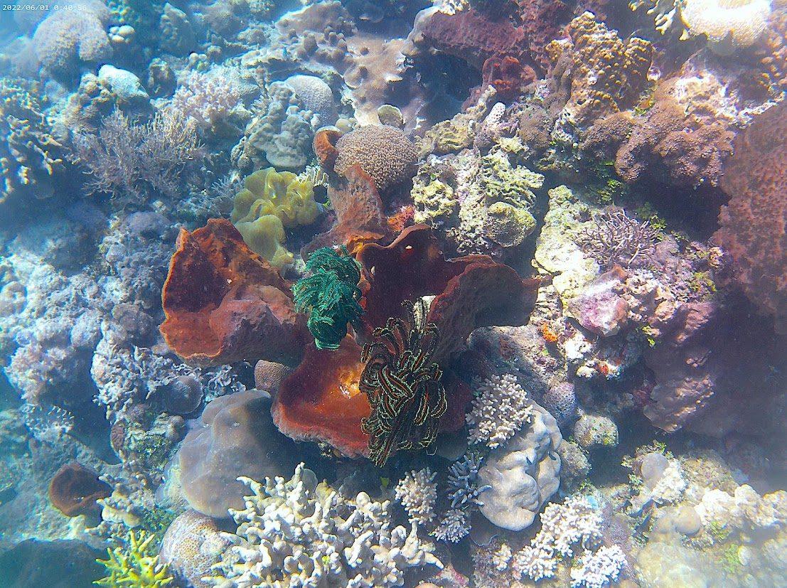 Bunaken reef