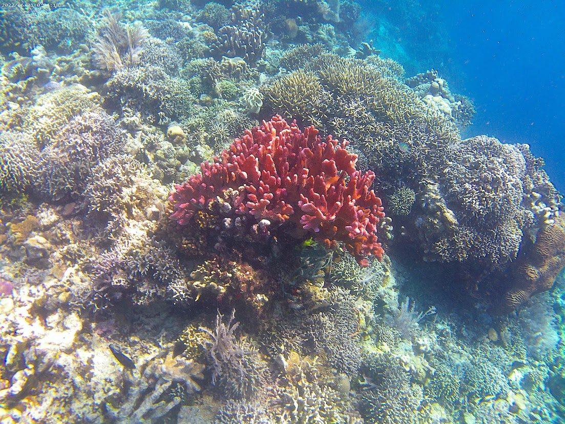 Coral wall