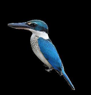 Collared kingfisher