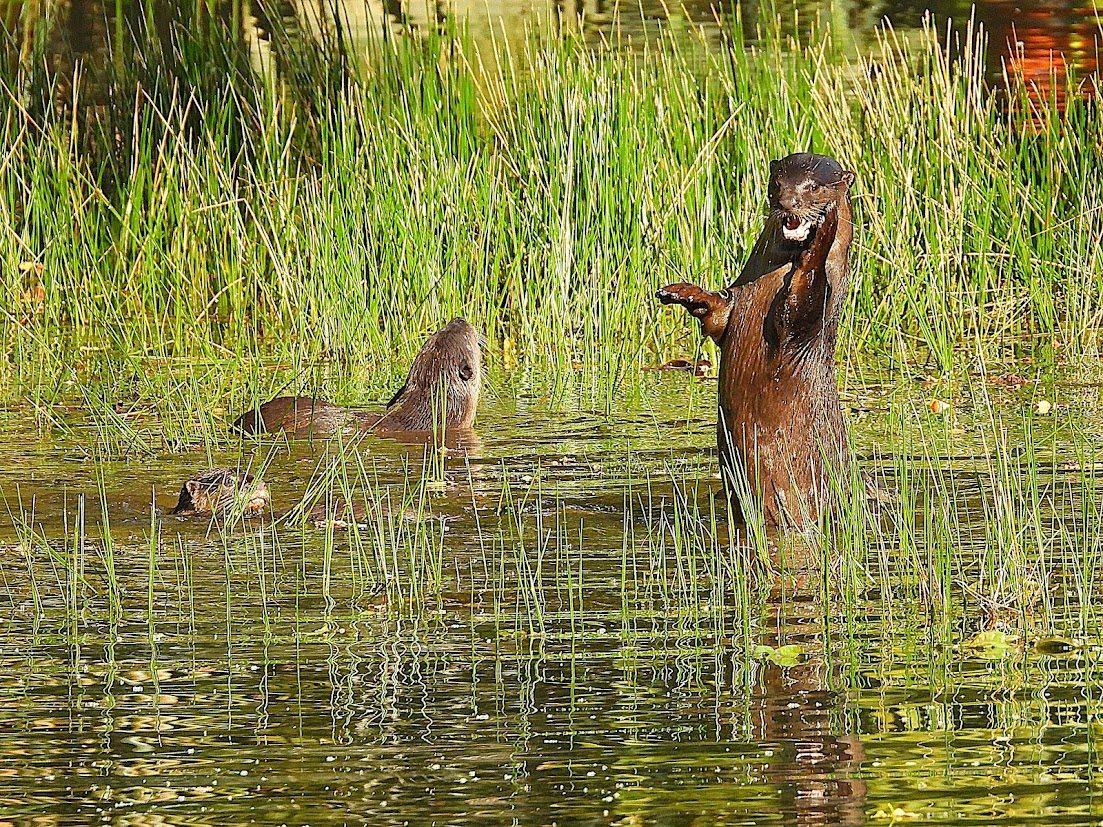 Urban otters