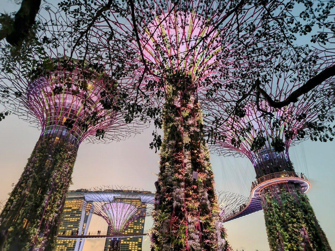 Supertree Grove