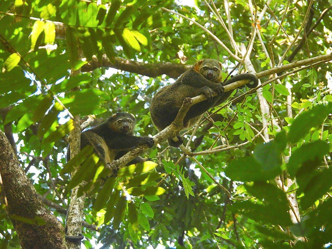 Tangkoko National Park