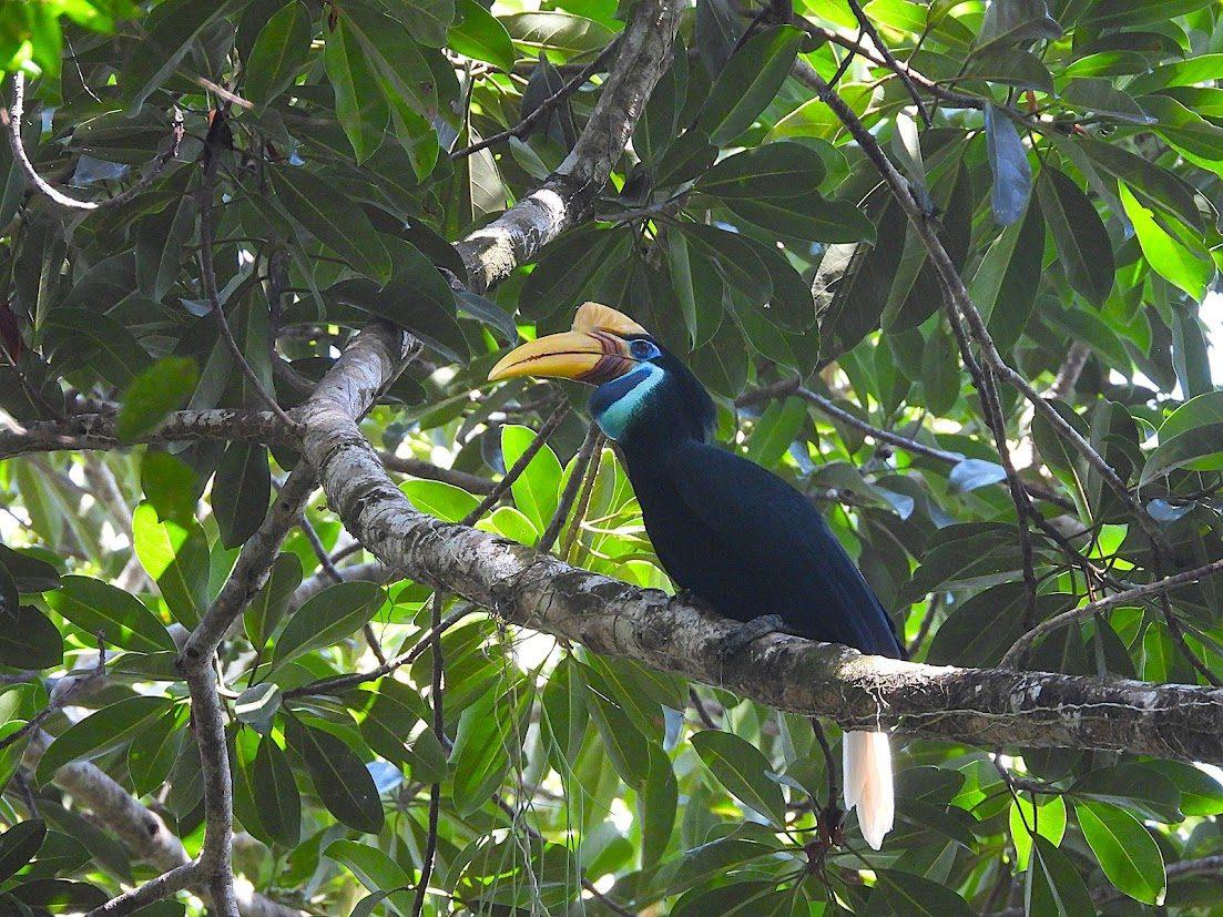 Knobbed hornbill