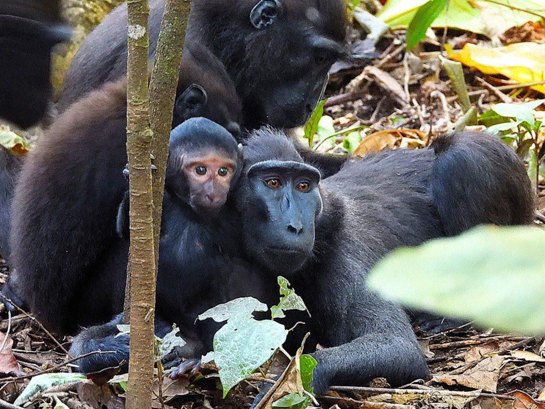 Crested macaques