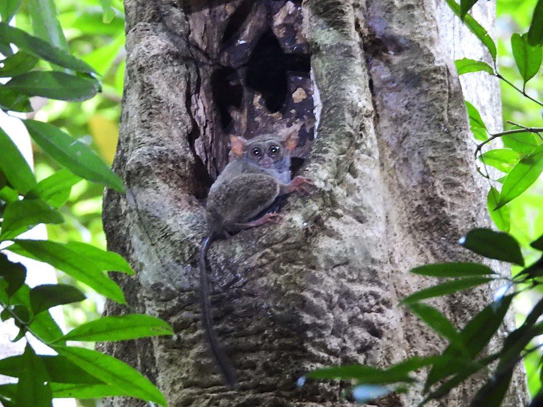 Tarsier